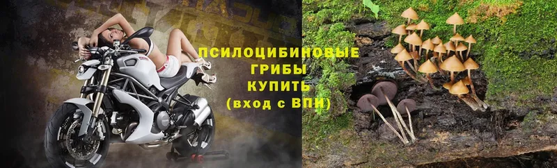 нарко площадка наркотические препараты  Ак-Довурак  Галлюциногенные грибы Cubensis 